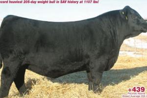 Американського бика продали на аукціоні за рекордні $1,5 млн