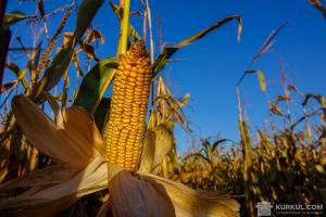 На Вінниччині посіють більше кукурудзи та сої