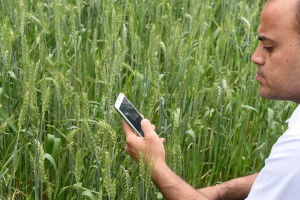 Звичайний смартфон зможе визначати вміст азоту в рослинах