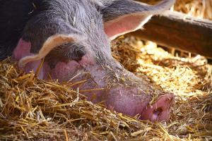 Собівартість виробництва свинини в Україні одна з найвищих у світі — думка