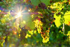 Іспанські вчені вивели 17 сортів винограду стійких до хвороб