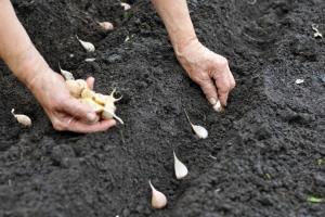 Попит на насіннєву цибулю на Заході України зріс на 40%