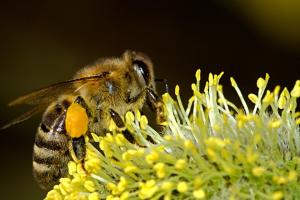 Пасічникам нагадали, як захистити бджіл від отруєння пестицидами