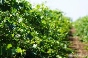 Фермери Херсонщини вироблятимуть паливні брикети з виноградної лози