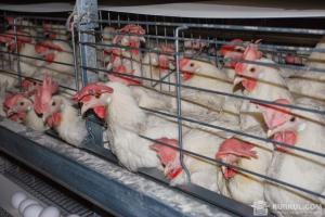 Україна отримала $503 млн з експорту м’яса птиці