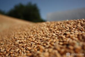 Україна збільшила експорт зернових