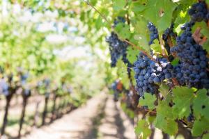 Урожайність винограду скорочується на 80% через скручування листя