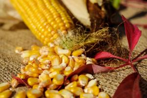 У березні Україна була єдиним постачальником кукурудзи для Єгипту