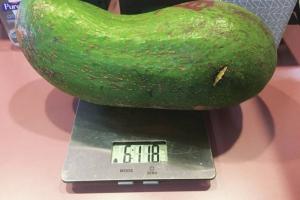 Гавайський фермер виростив гігантські авокадо