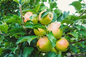 Українські садівники змогли підвищити ціни на яблука