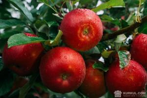 Експерти назвали найдешевші та найдорожчі сорти яблук цього сезону