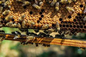 У пасічника на Прикарпатті вкрали 36 бджолородин