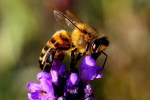 Бджіл від вимирання може врятувати розшифровка їх мови