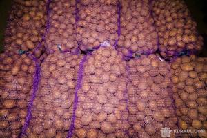 На Рівненщині навчилися вирощувати елітну картоплю за голландськими технологіями