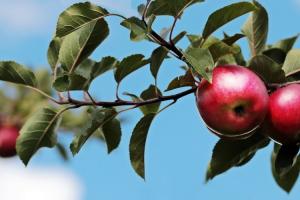 Українські яблука можуть витіснити польські з ринку ОАЕ 