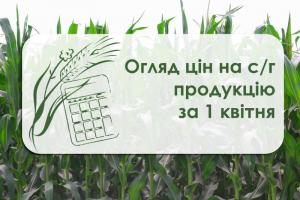 Упортах Одеської області почав дорожчати ріпак — огляд цін на с/г продукцію за 1 квітня