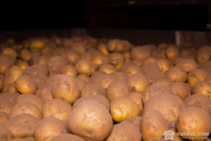 Європа відмовила українській картоплі