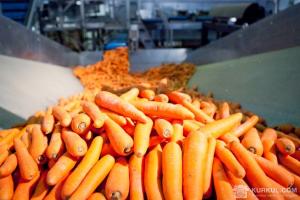 В Україні ціна на якісну моркву підвищилась на 27%