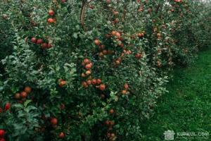 В Європі обговорили необхідність скорочення виробництва яблук та груш