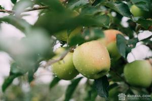Держстат підтвердив найбільший урожай яблук за всю історію незалежності