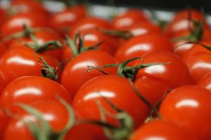 До України завезли заражені томати з Туреччини