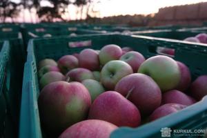 В Україні знизився експорт яблук