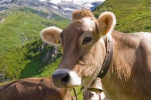 Суд дозволив німецьким коровам носити дзвіночки