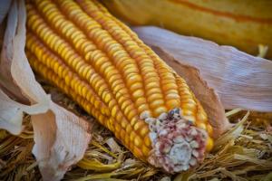 USDA підвищив прогноз врожаю кукурудзи в Україні на 300 тисяч тонн