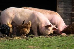 Уряд обмежить застосування антибіотиків в тваринництві