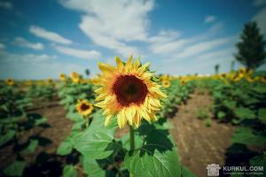 UKRAVIT розробила препарат для контролю бур’янів у посівах соняшнику