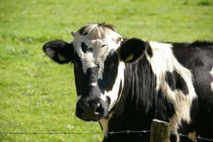 На Миколаївщині у корів виявили лейкоз