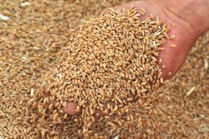 Україна виграла тендер на експорт до Єгипту 60 тис. т пшениці