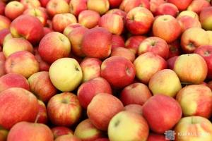 Протягом періоду зберігання яблука подорожчали на 15%