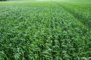 Аграрії вже засіяли 93% площ ярими зерновими 