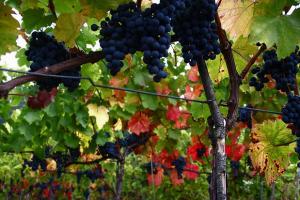 На Закарпатті виноробство може стати прибутковим бізнесом