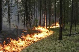 Підпал сухої трави спричинив пожежу у заповіднику на Рівненщині 