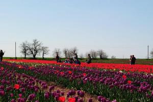 На Херсонщині зацвіли 200 тисяч тюльпанів 