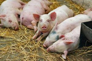 Свинокомплекси отримали менше 1% компенсації за знищених свиней