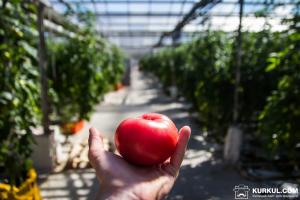 На український ринок не допущено 38 тонн заражених турецьких помідорів