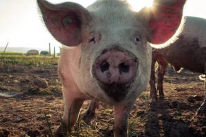 У ЄС маркуватимуть продукти з урахуванням благополуччя тварин