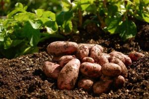 Китайці інвестуватимуть в українське картоплярство
