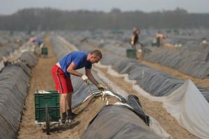 Німеччина планує залучати українців до робіт на фермах