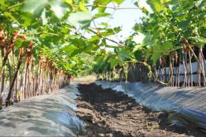 Вчені виростили виноград адаптований для північних областей