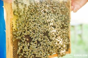 На Хмельниччині загинуло близько 200 бджолосімей