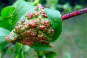 На Прикарпатті персикам загрожує небезпечне захворювання
