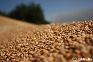 Наступного сезону експорт зерна може скласти 51 млн тонн