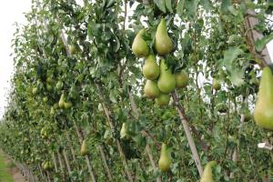 На Черкащині планують висадити 140 га груші