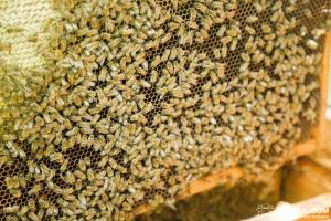 У разі отруєння бджіл, погодити позапланову перевірку можна буде за добу