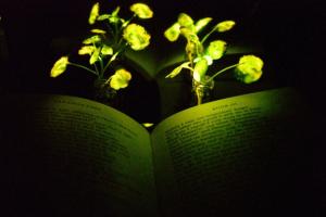 Американські вчені створили люмінесцентні рослини