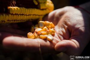 Фермер на Полтавщині облаштував власну сушарку для кукурудзи